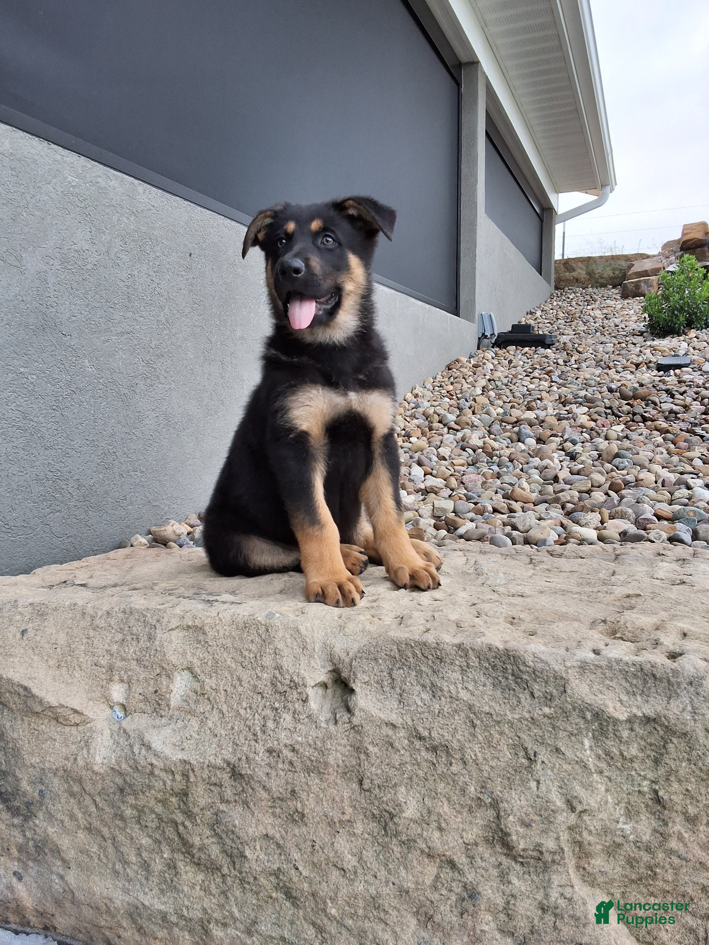 German Shepherd dogs Karl - Ad 1