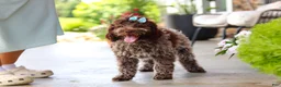 Lagotto Romagnolo dogs for sale: Maisie - Ad 5
