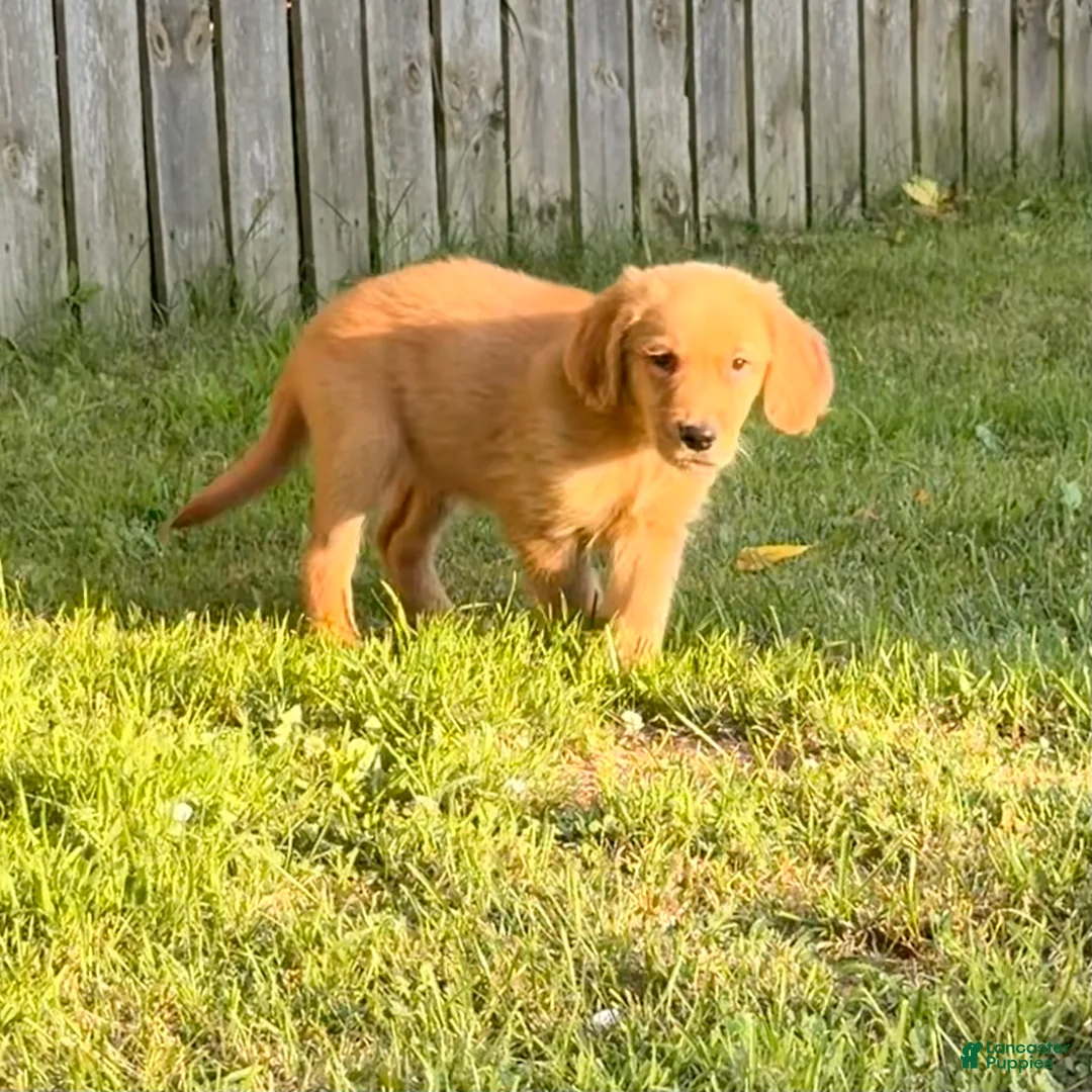 Golden Retriever dogs for sale: Oliver - Ad 1