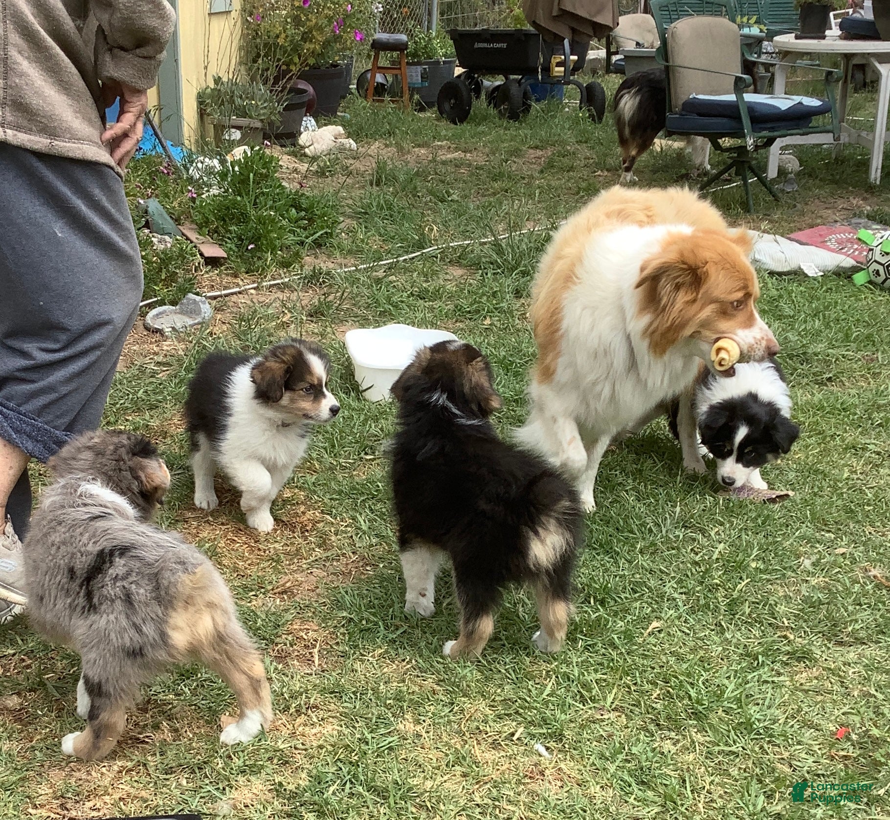 Australian Shepherd dogs Australian Shepherd Puppy 4 - Ad 14
