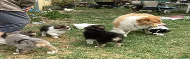 Australian Shepherd Puppy 4