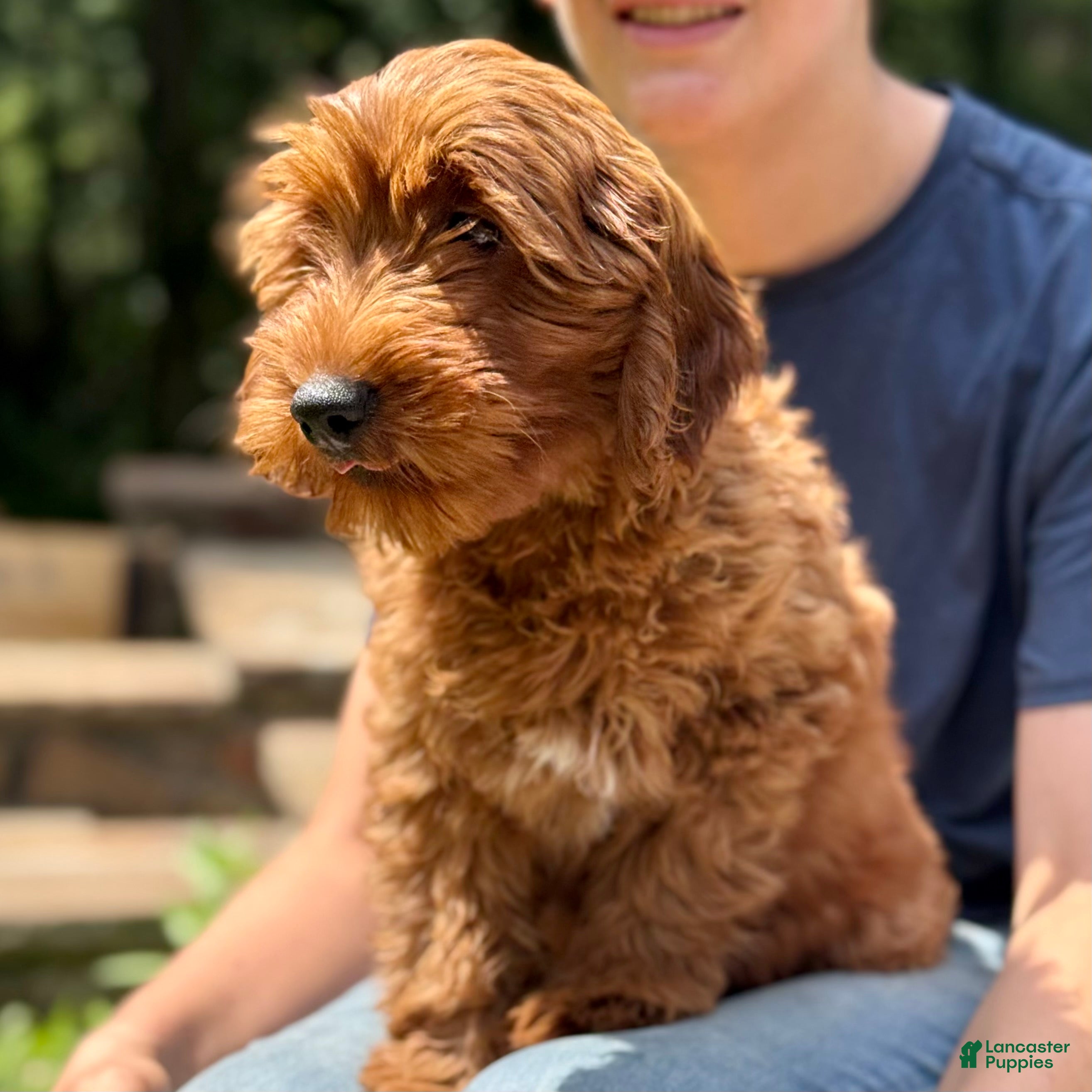 Mini Goldendoodle dogs Daisy - F1b mini girl - Ad 2