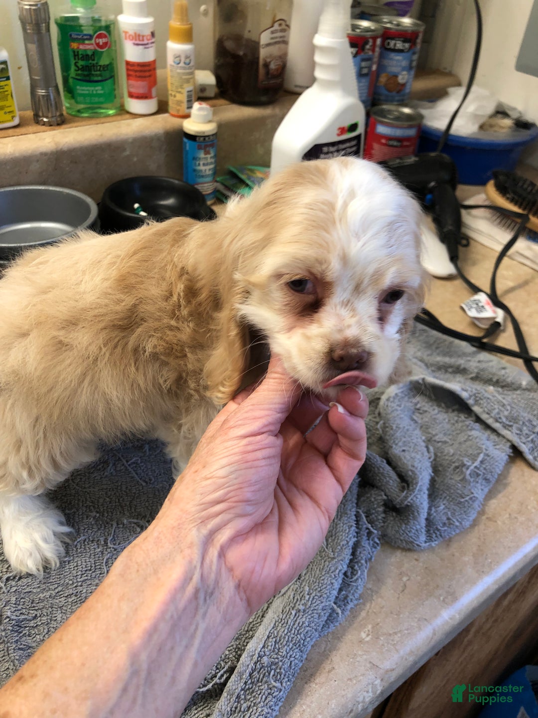 Cocker Spaniel dogs for sale: Vet checked perfect  - Ad 12