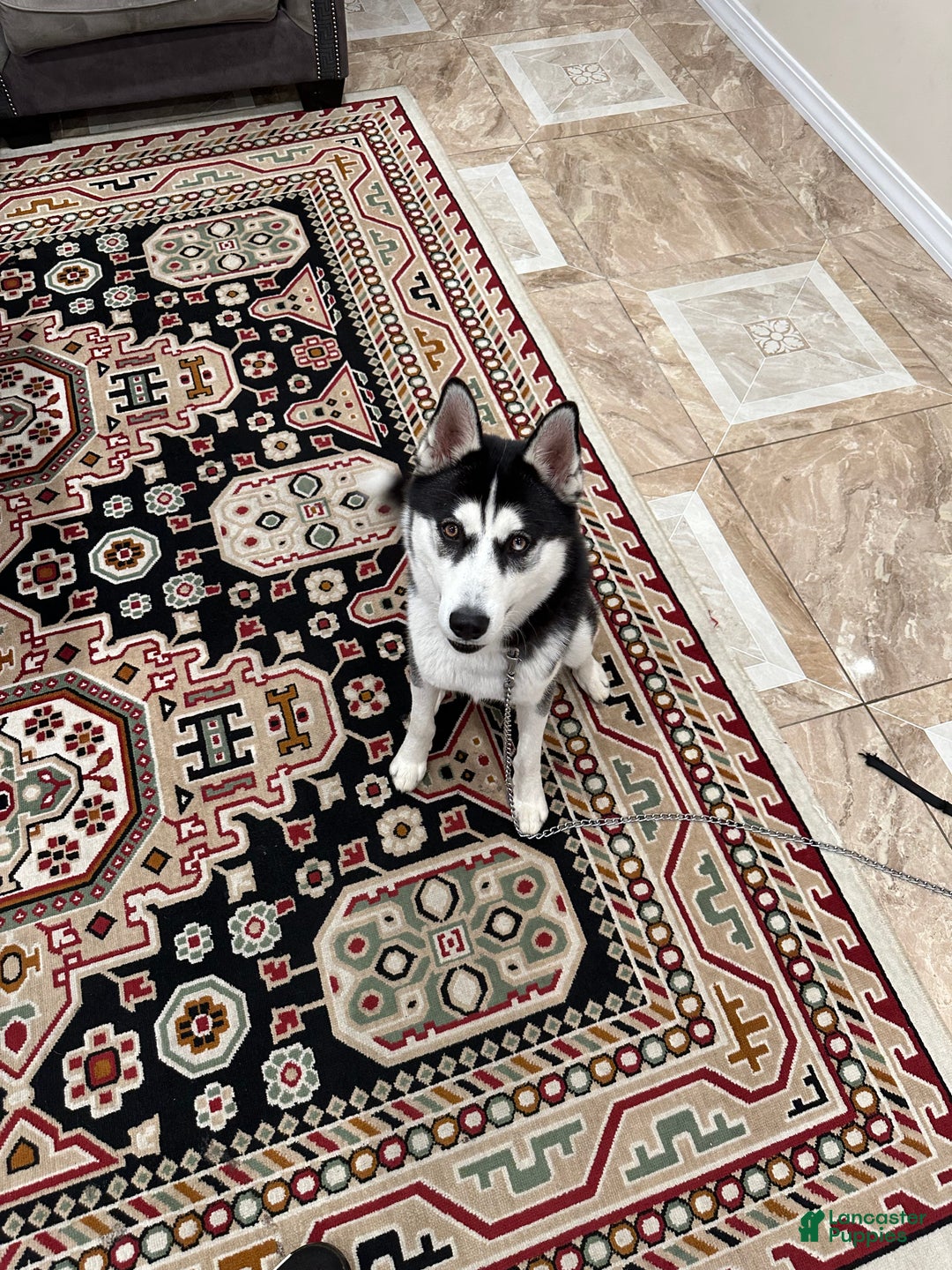 Siberian Husky dogs for sale: Jazz  - Ad 3