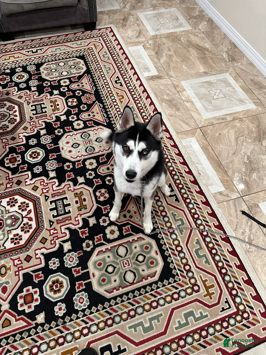 Siberian Husky dogs for sale: Jazz  - Ad 4