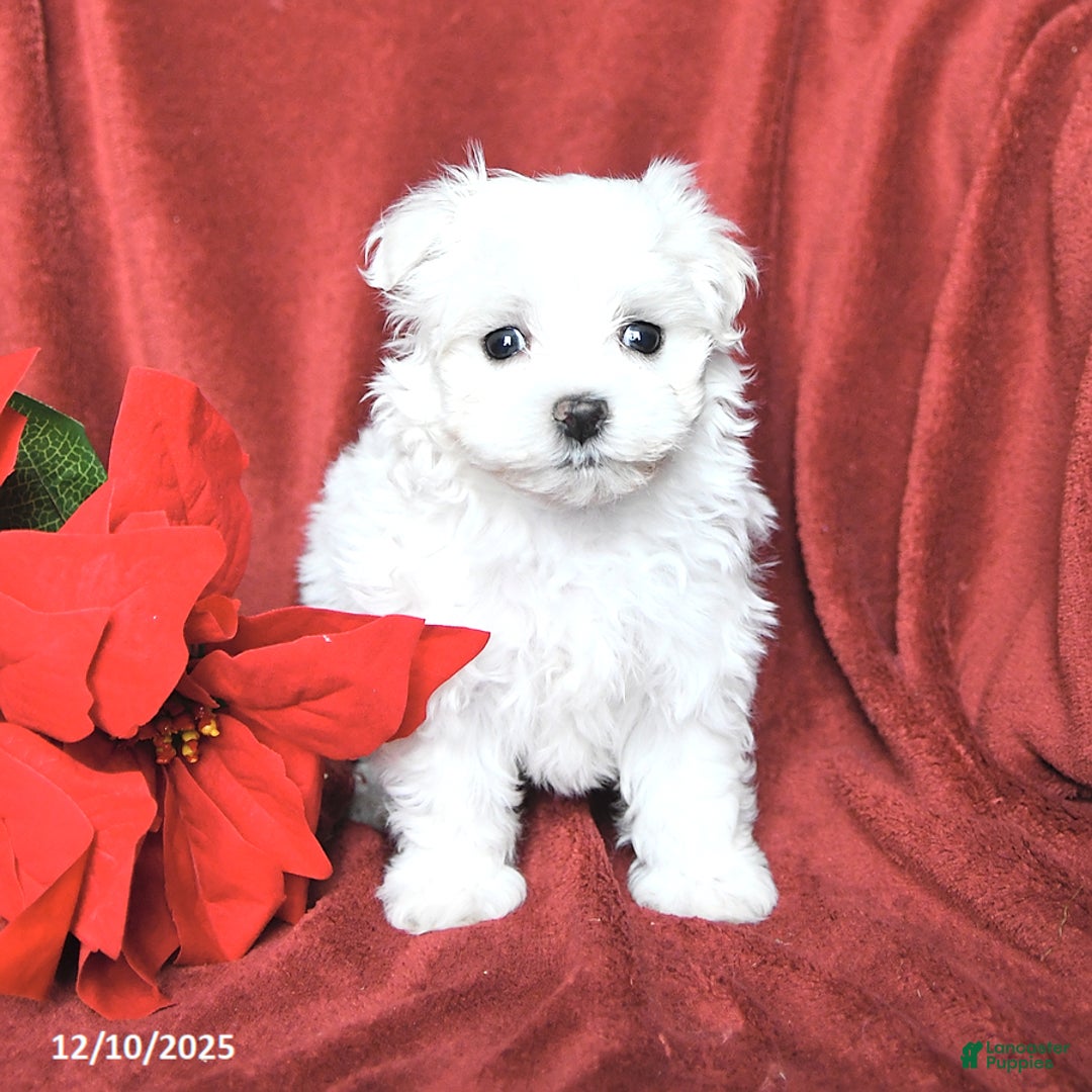 Maltese dogs for sale: Joy - Ad 2