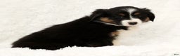 Australian Shepherd dogs for sale: Remmi - Ad 8