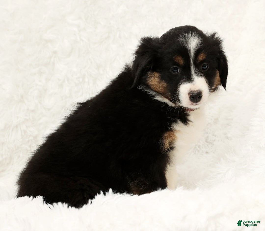 Australian Shepherd dogs for sale: Remmi - Ad 8