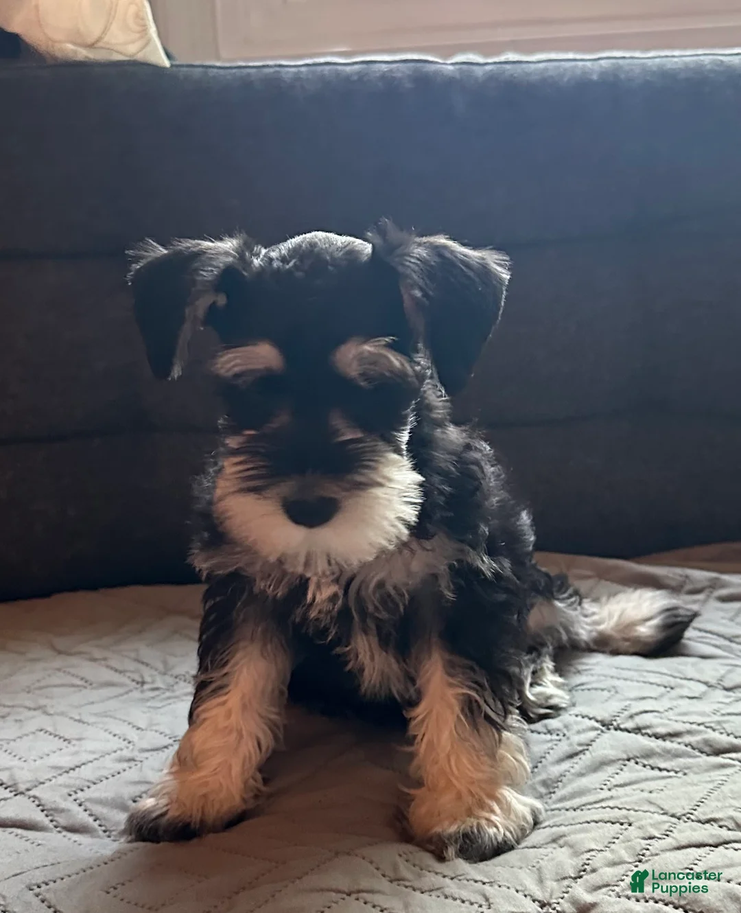 Miniature Schnauzer dogs for sale: Miniature Schnauzer 2 - Ad 8