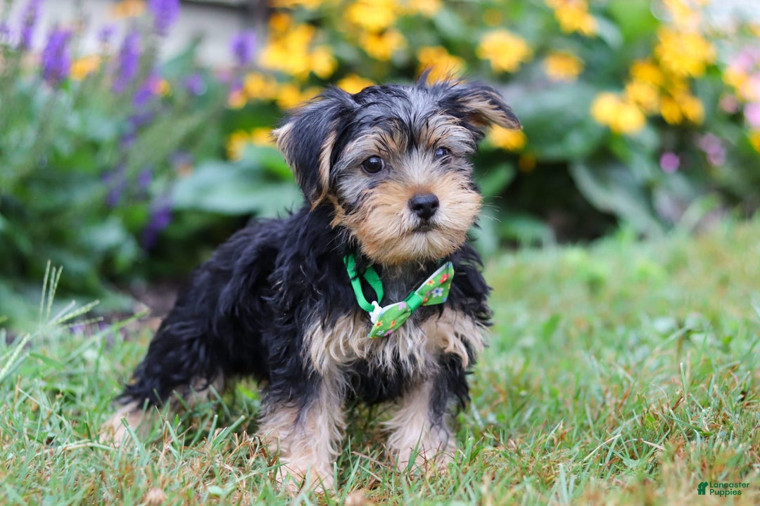 Dog Breed Morkie Dog For Sale Near Me Yorkie Poo Morkie Rescues