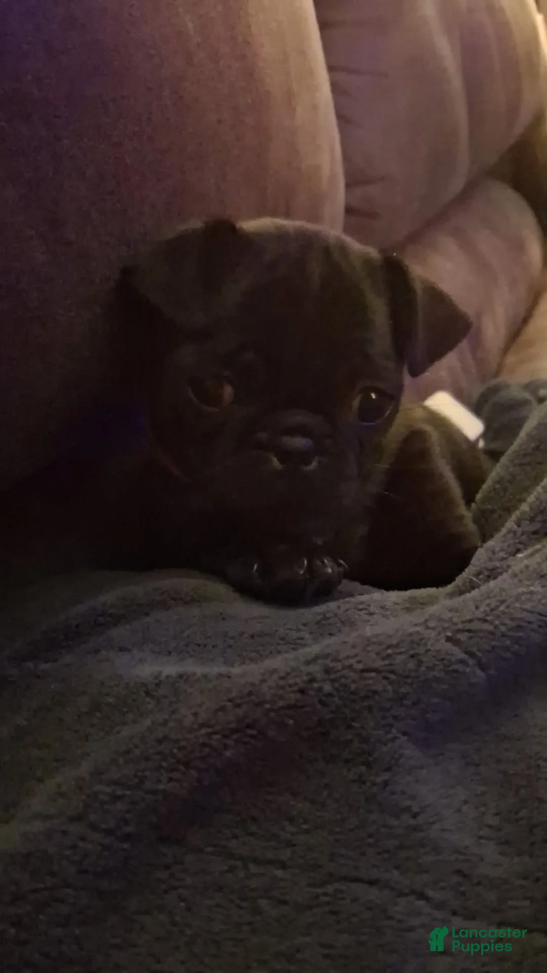 Pug dogs for sale: Pug Puppy 1 - Ad 2