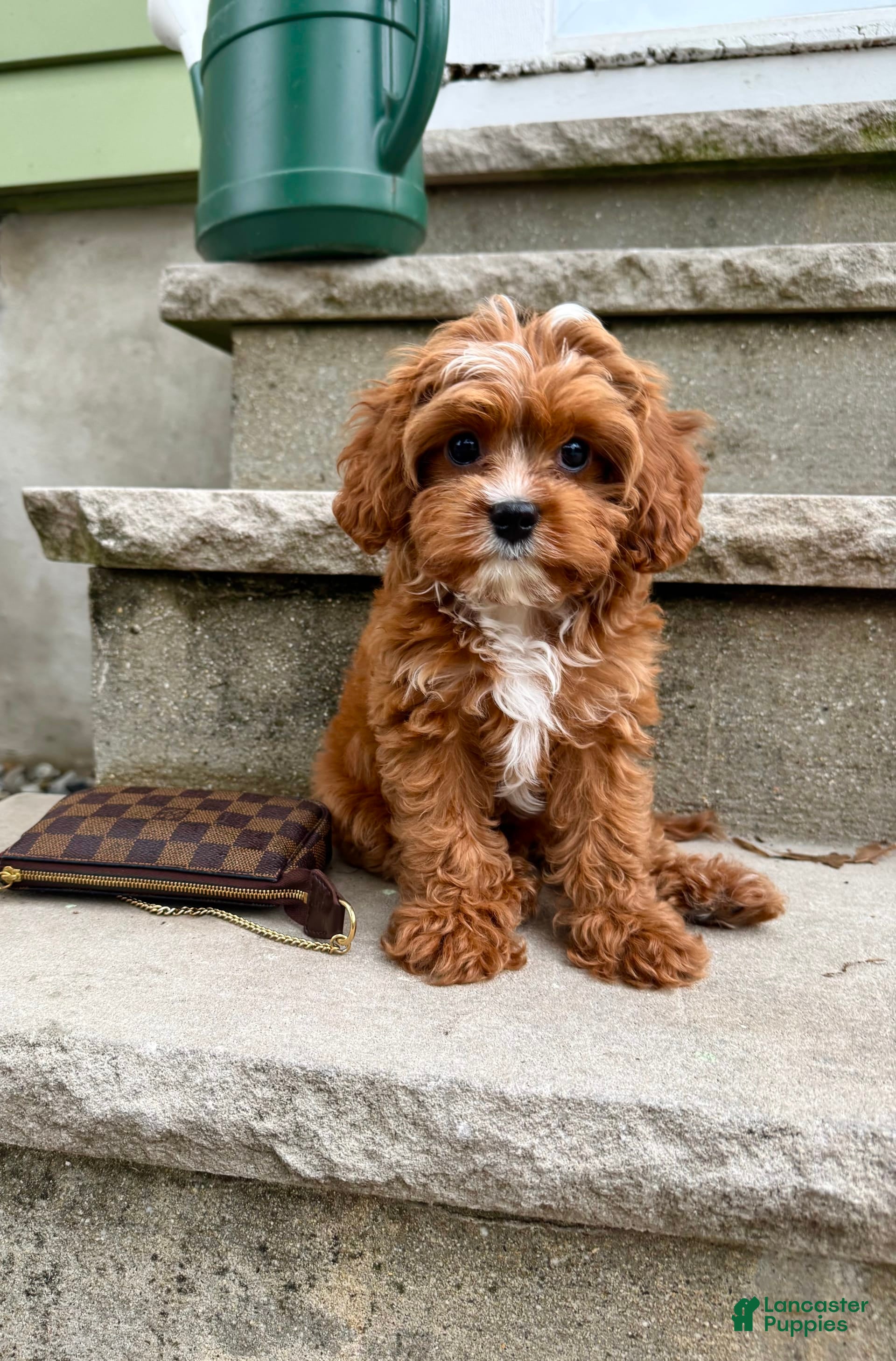 Tri Colour Chocolate Cavoodle For Sale Brown Cavoodle Buy Cavoodle