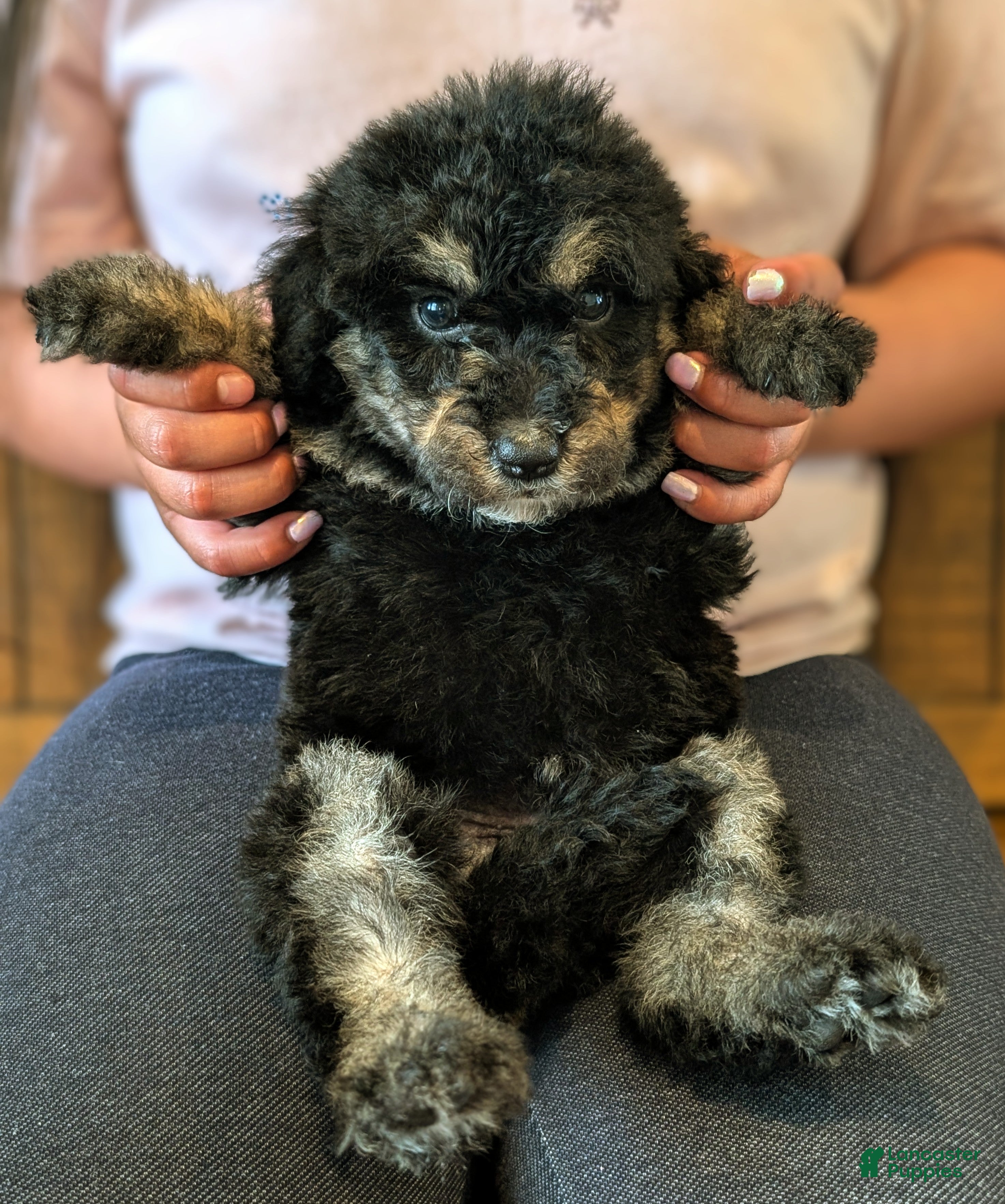 Mixed Breed dogs Cedar - Ad 1