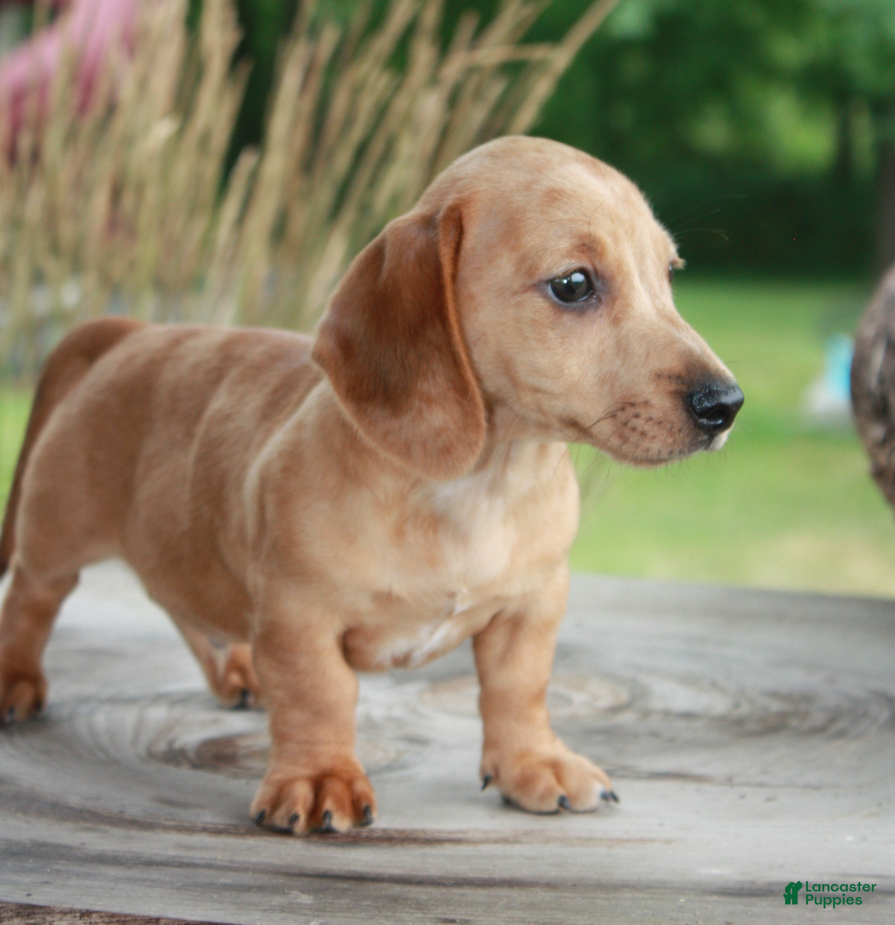 Miniature Dachshund dogs Tucker - Ad 1