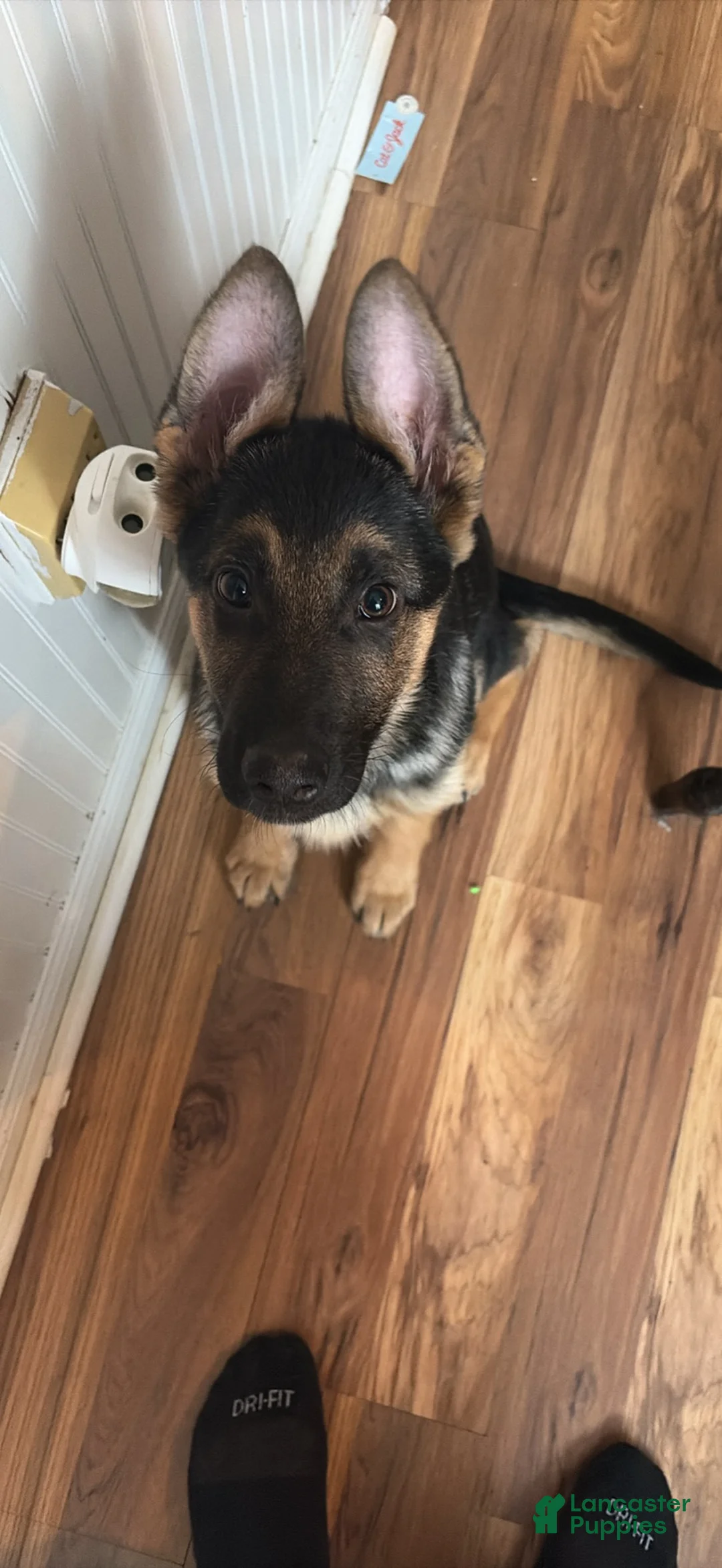 German Shepherd dogs for sale: Rocket - Ad 2