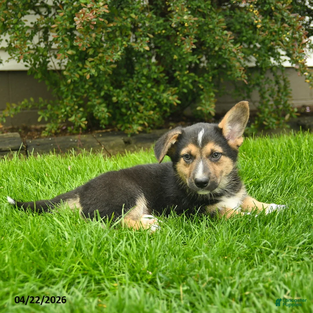 Mixed Breed dogs for sale: Pilot  - Ad 5