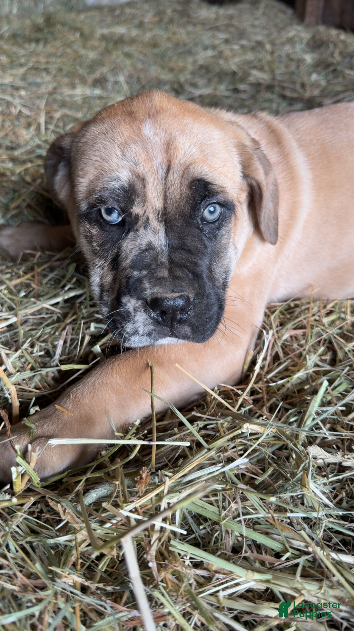 English Mastiff dogs English Mastiff Puppy 1 - Ad 1