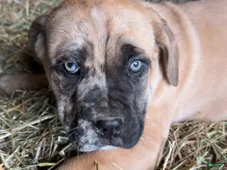 English Mastiff dogs for sale: English Mastiff Puppy 1 - Ad 2