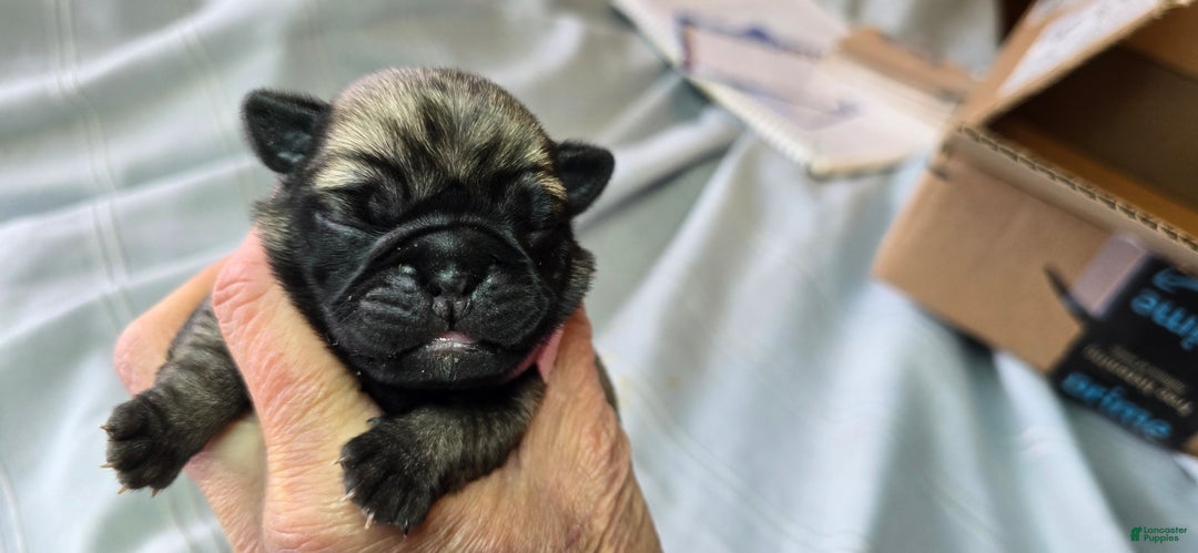 Pug dogs for sale: Harmony - Ad 4