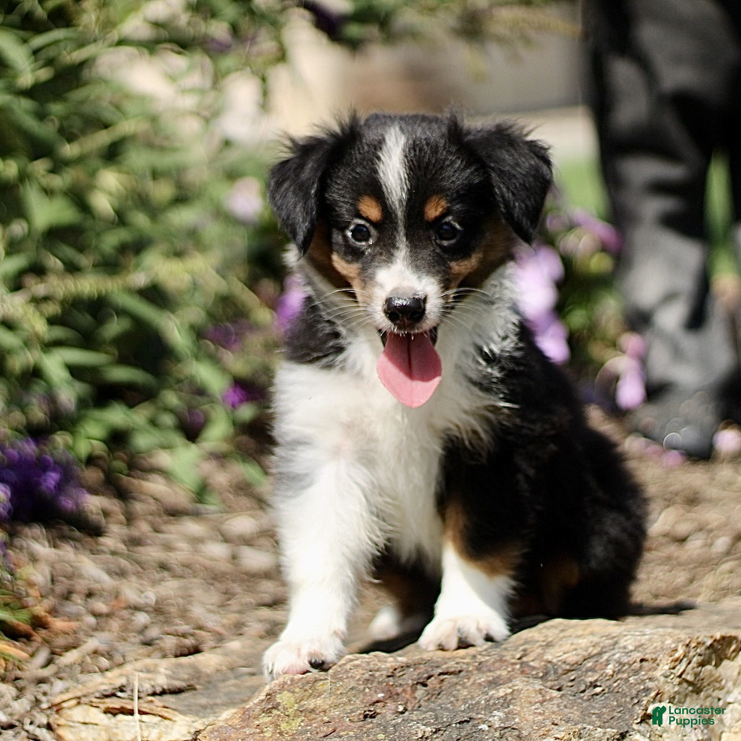 Miniature Australian Shepherd dogs Tori  - Ad 1