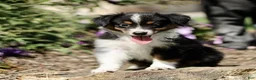 Miniature Australian Shepherd dogs for sale: Tori  - Ad 1