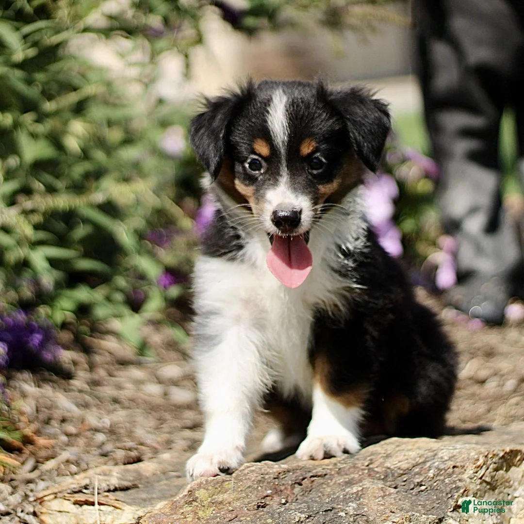 Miniature Australian Shepherd dogs for sale: Tori  - Ad 1
