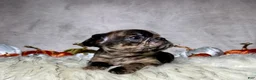 Mixed Breed dogs for sale: Mr. Beau  - Ad 5