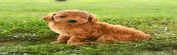 Mini Goldendoodle dogs for sale: Felicity - Ad 3