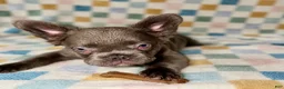 French Bulldog dogs for sale: Duke - Ad 3