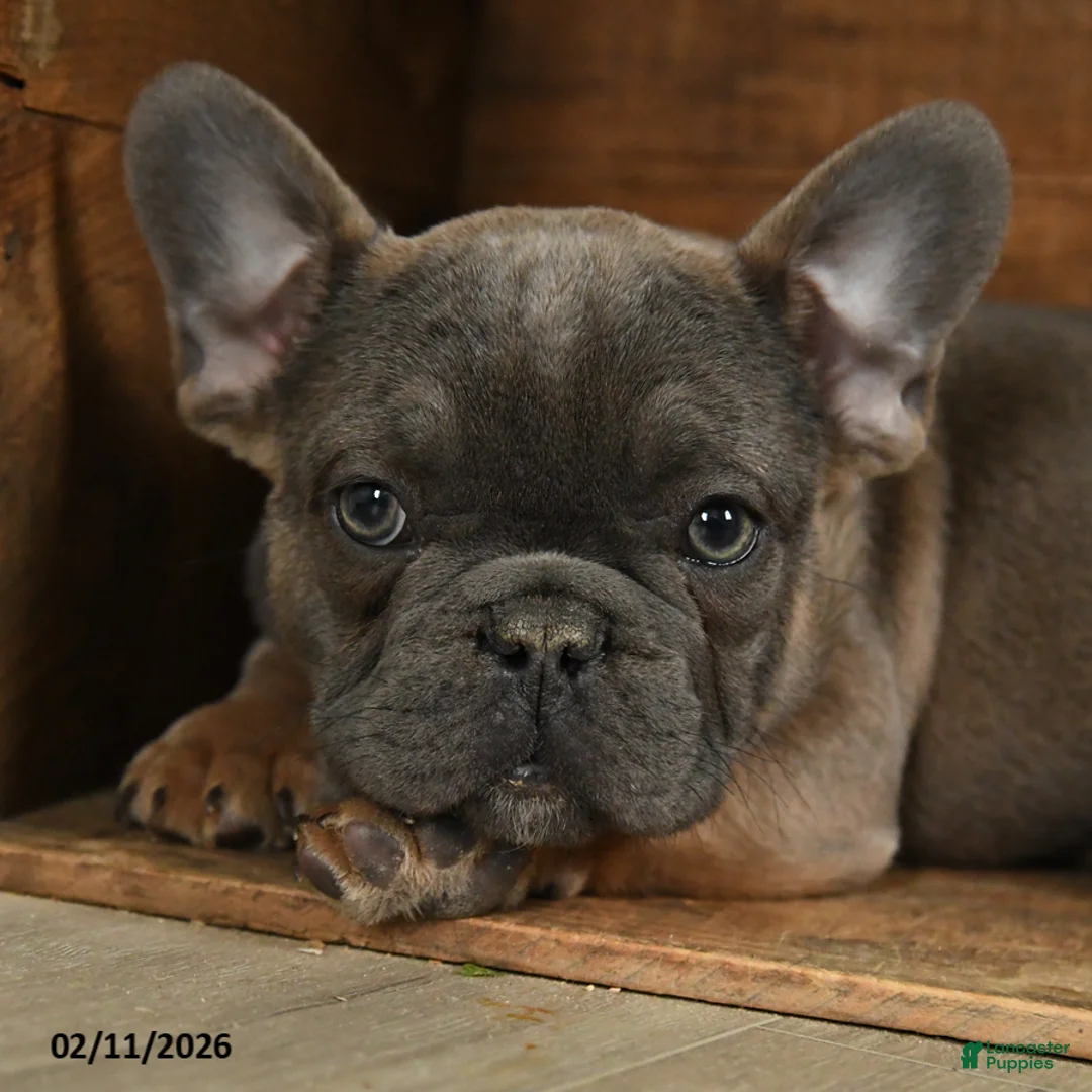 French Bulldog dogs for sale: Trax - Ad 5