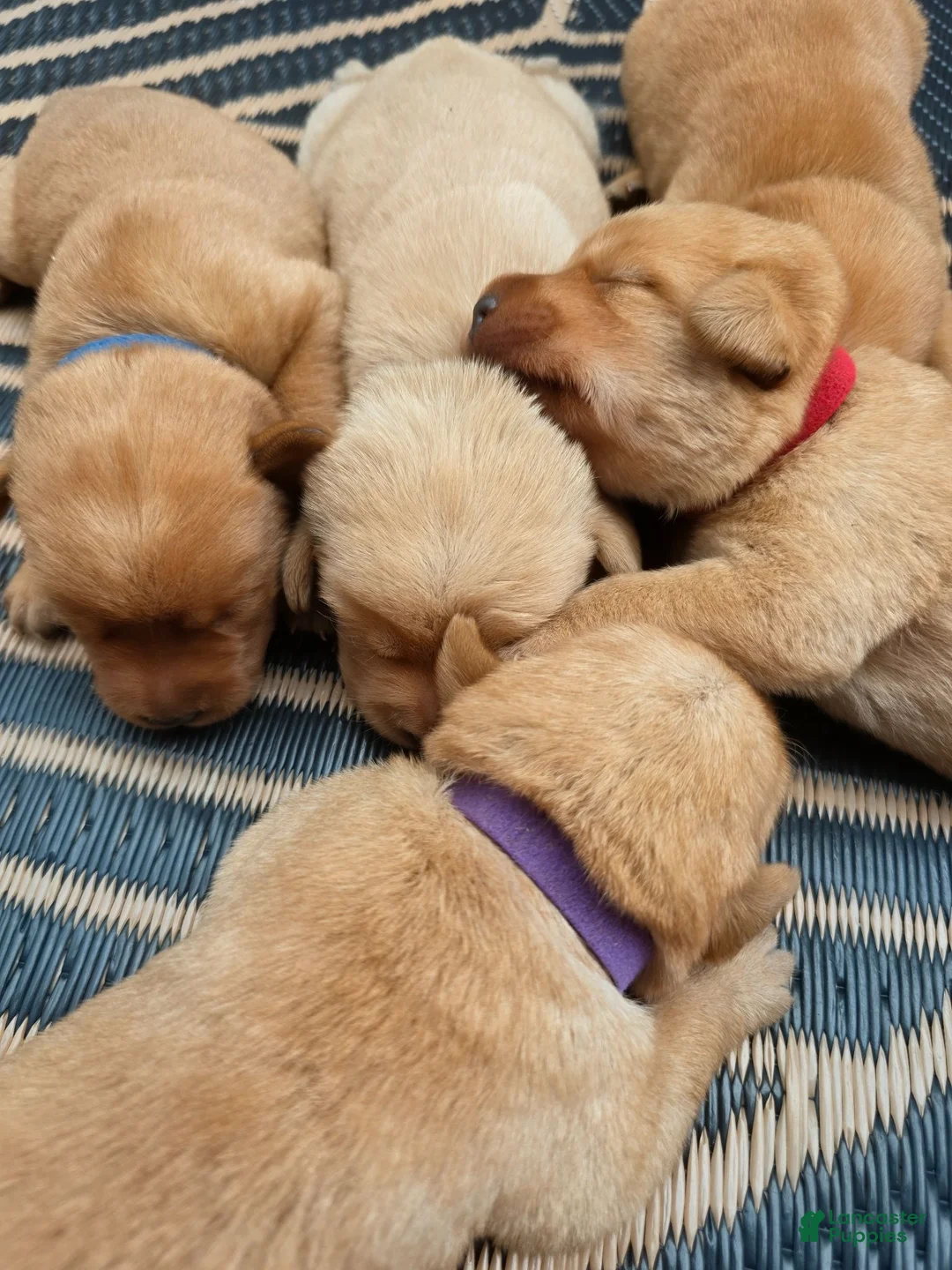 Harris 💙 Fox Red English Lab Labrador Retriever for sale in