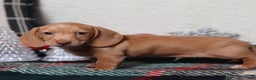 Dachshund dogs for sale: Sabre - Ad 3