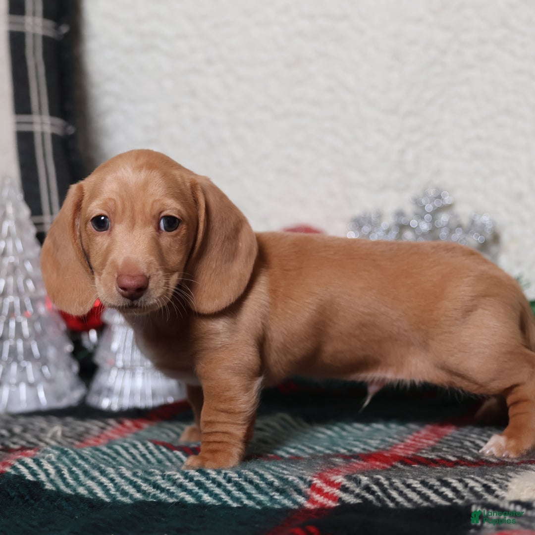 Dachshund dogs for sale: Sabre - Ad 3
