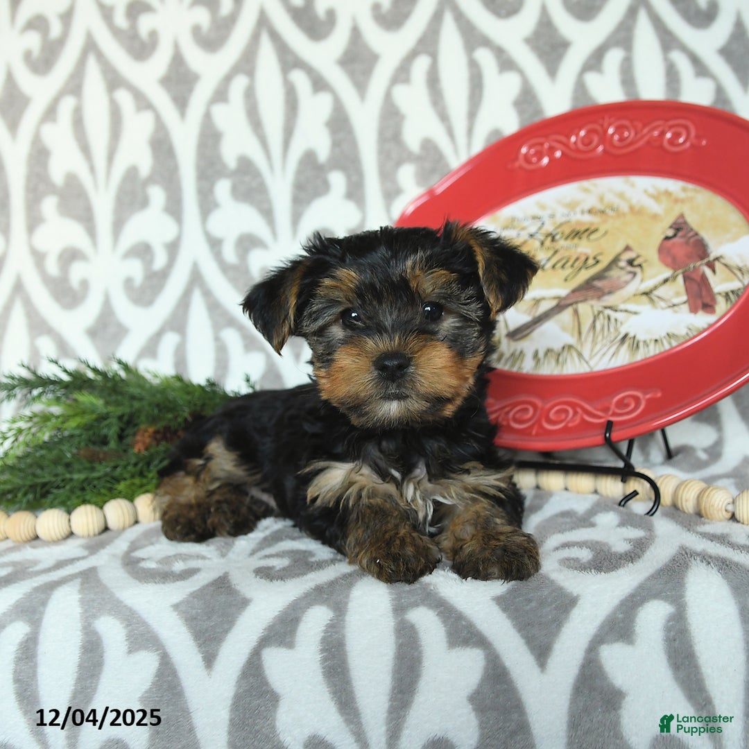 Yorkiepoo dogs for sale: Dwilyn - Ad 2