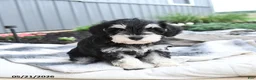 Miniature Schnauzer dogs for sale: Indy - Ad 1