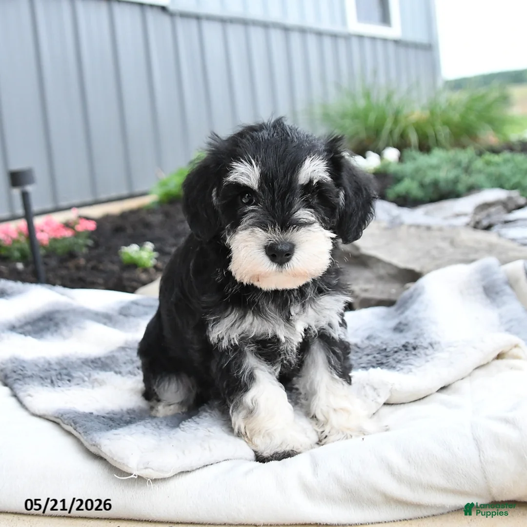 Miniature Schnauzer dogs for sale: Indy - Ad 1