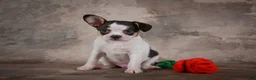 Chihuahua dogs for sale: Earl - Ad 3