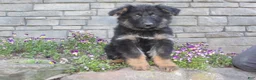 German Shepherd dogs for sale: Dominic  - Ad 4