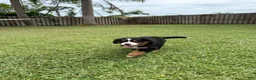 Bernese Mountain Dog dogs for sale: Bernese Mountain Dog 1 - Ad 31