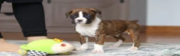 Boxer dogs for sale: Indy - Ad 12