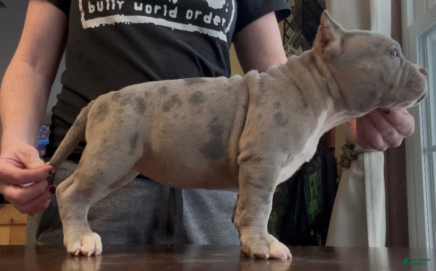 American Bully dogs Blue Merle Female  - Ad 2