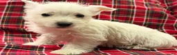 West Highland Terrier dogs for sale: Raegan - Ad 4