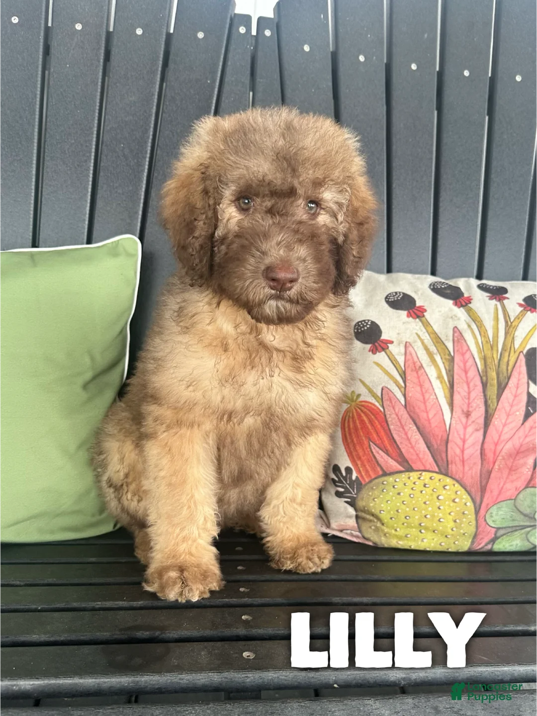 Saint Berdoodles dogs for sale: Lilly - Standard F1b - Ad 1