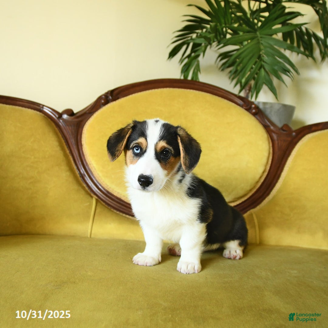 Welsh Corgi Pembroke dogs for sale: Natalie - Ad 13