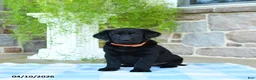 Labrador Retriever dogs for sale: Peaches - Ad 2