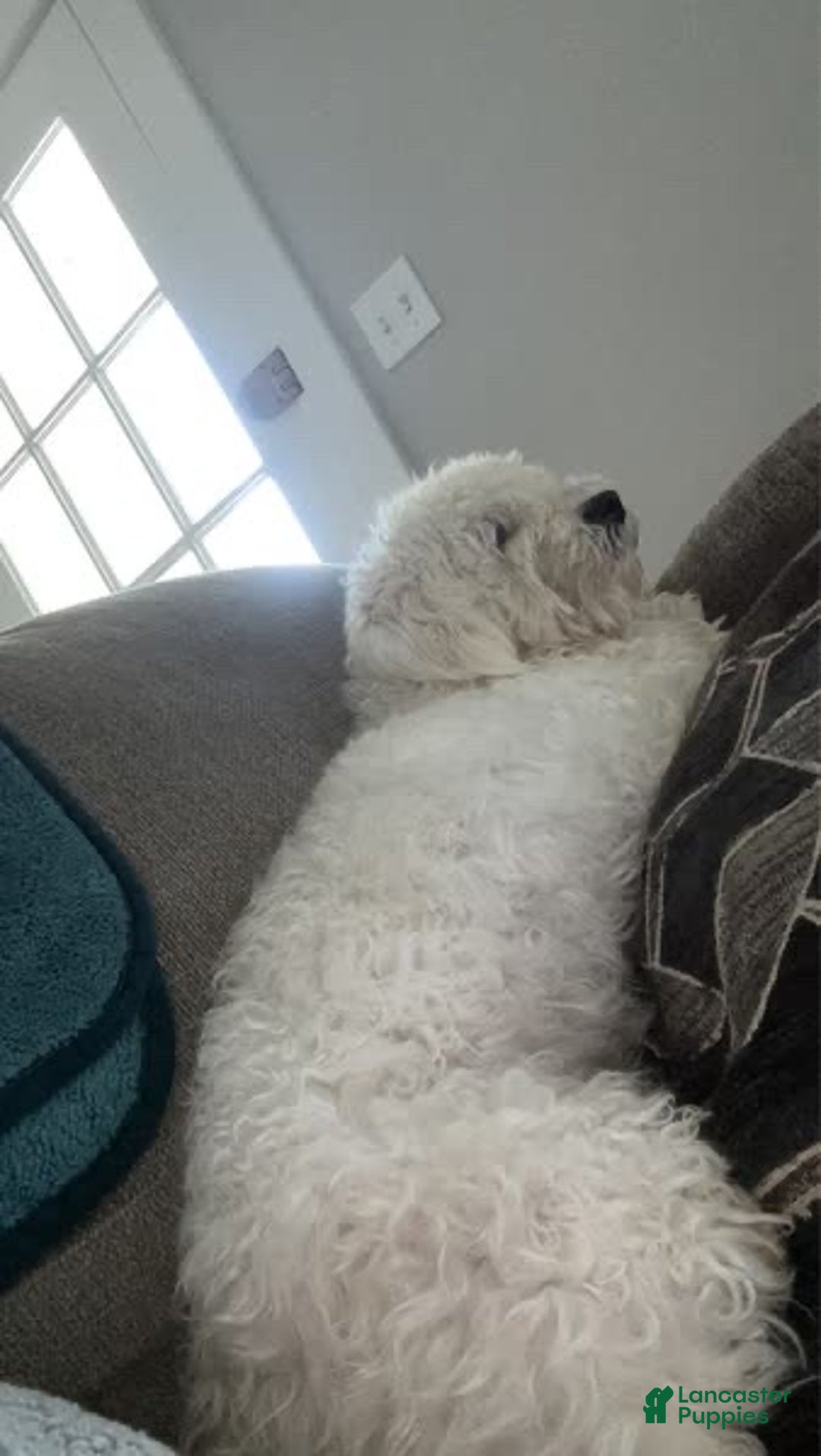 Bichpoo dogs for sale: Bichpoo Puppy 4 - Ad 7