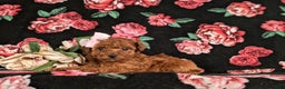 Toy Poodle dogs for sale: Elisa - Ad 5
