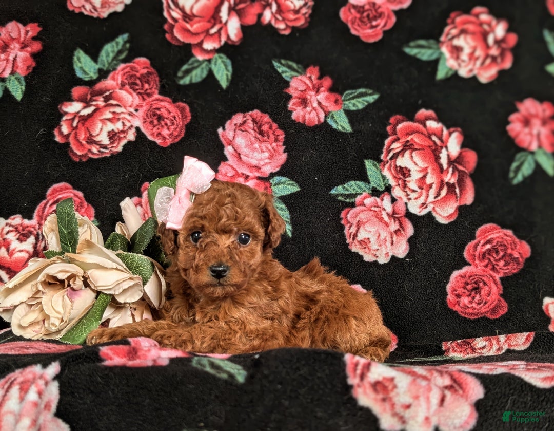 Toy Poodle dogs for sale: Elisa - Ad 5