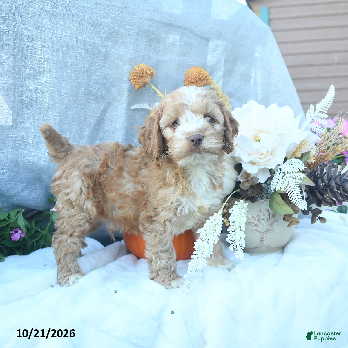 Cockapoo dogs Pumkin  - Ad 1