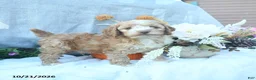 Cockapoo dogs for sale: Pumkin  - Ad 1